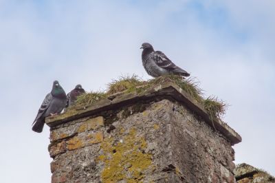 Remove an Old or Dangerous Chimney!